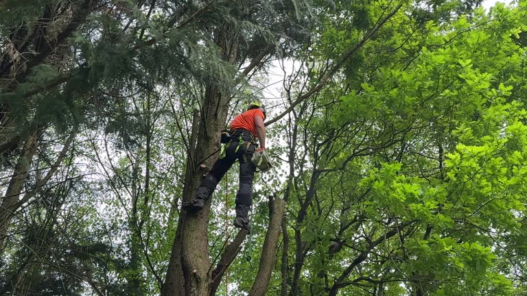 Best Tree Risk Assessment  in Channahon, IL