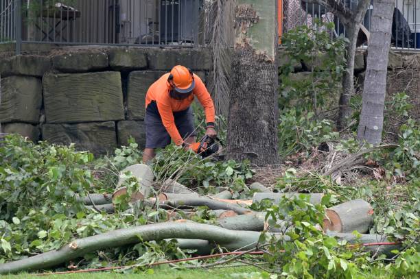 Professional Tree Care Services in Channahon, IL